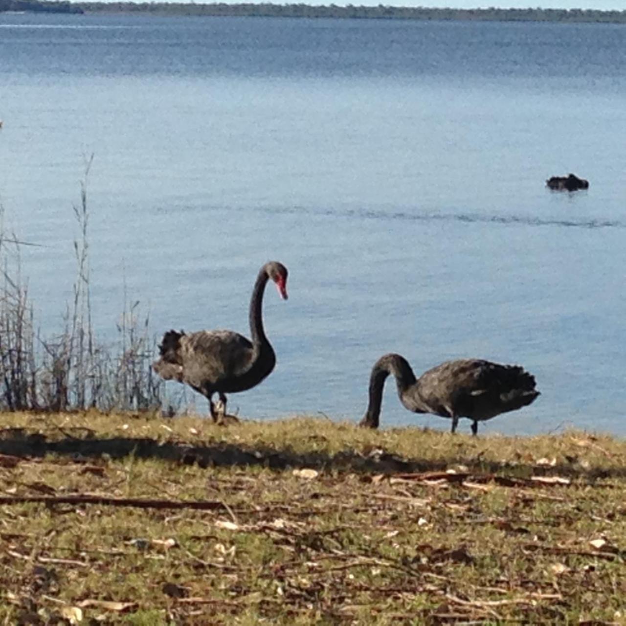Raymond Island Swan Cove Beachfront מראה חיצוני תמונה